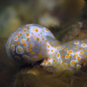 Lamprohaminoea ovalis 印度尼西亚 Indonesia , 巴厘岛 Bali , 图蓝本 Tulamben @LazyDiving.com 潜水时光