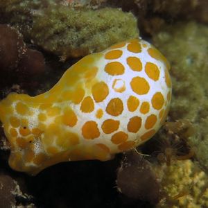 Haminoea Haminoea 葡萄螺 Indonesia 印度尼西亚 Bali 巴厘岛 Tulamben 图蓝本 @LazyDiving.com 潜水时光