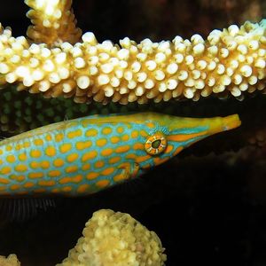 Oxymonacanthus longirostris Oxymonacanthus longirostris 东帝汶 Timor-Leste @LazyDiving.com 潜水时光