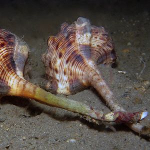 Haustellum haustellum 东帝汶 Timor-Leste @LazyDiving.com 潜水�时光