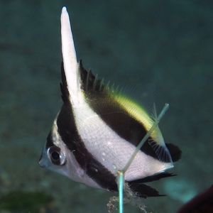 Heniochus acuminatus 印度尼西亚 Indonesia , 巴厘岛 Bali , 艾湄湾 Amed Bay @LazyDiving.com 潜水时光