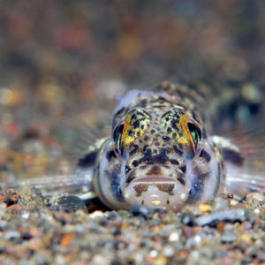 Heteroplopomus barbatus 印度尼西亚 Indonesia , 巴厘岛 Bali , 艾湄湾 Amed Bay @LazyDiving.com 潜水时光