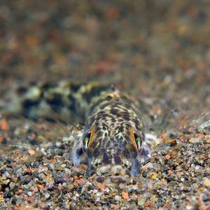 Heteroplopomus barbatus 印度尼西亚 Indonesia , 巴厘岛 Bali , 艾湄湾 Amed Bay @LazyDiving.com 潜水时光