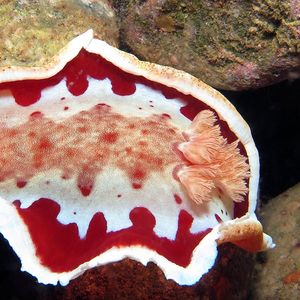 Hexabranchus sanguineus 印度尼西亚 Indonesia , 安汶 Ambon @LazyDiving.com 潜水时光