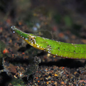 Hippichthys cyanospilos 印度尼西亚 Indonesia , 巴厘岛 Bali , 艾湄湾 Amed Bay @LazyDiving.com 潜水时光