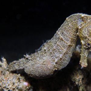 Hippocampus kuda 印度尼西亚 Indonesia , 巴厘岛 Bali , 艾湄湾 Amed Bay @LazyDiving.com 潜水时光