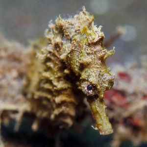 Hippocampus kuda 印度��尼西亚 Indonesia , 巴厘岛 Bali , 艾湄湾 Amed Bay @LazyDiving.com 潜水时光