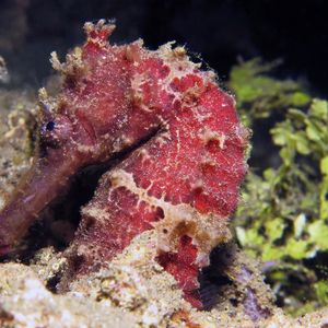 Hippocampus kuda 印��度尼西亚 Indonesia , 安汶 Ambon @LazyDiving.com 潜水时光