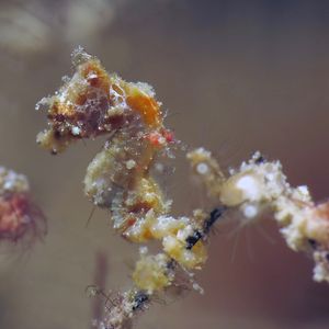 Hippocampus pontohi Hippocampus pontohi 彭氏豆丁海马 Philippines 菲律宾 Romblon 朗布隆 @LazyDiving.com 潜水时光