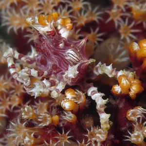 Hoplophrys oatesii 印度尼西亚 Indonesia , 安汶 Ambon @LazyDiving.com 潜水时光