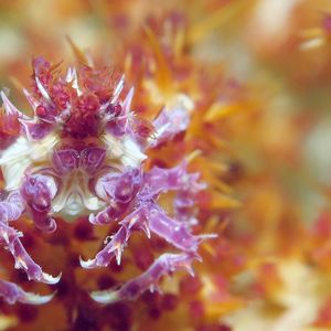 Hoplophrys oatesii 印度尼西亚 Indonesia , 安汶 Ambon @LazyDiving.com 潜水时光