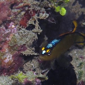 Pseudochromis tapeinosoma 印度尼西亚 Indonesia , 安汶 Ambon @LazyDiving.com 潜水时光