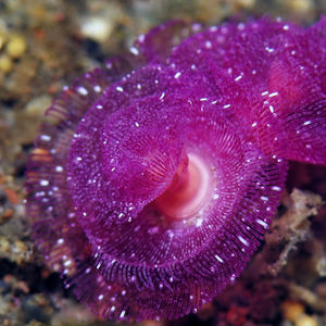 Phoronopsis californica 印度尼西亚 Indonesia , 巴厘岛 Bali , 艾湄湾 Amed Bay @LazyDiving.com 潜水时光