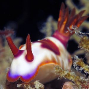 Hypselodoris iba Hypselodoris iba 多彩海蛞蝓 Indonesia 印度尼西亚 Ambon 安汶 @LazyDiving.com 潜水时光