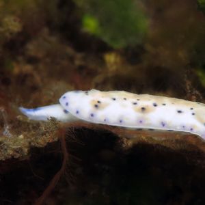 Hypselodoris lacuna 印度尼西亚 Indonesia , 巴厘岛 Bali , 图蓝本 Tulamben @LazyDiving.com 潜水时光