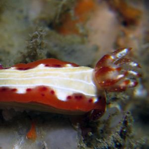 Hypselodoris Hypselodoris 多彩海蛞蝓 Indonesia 印度尼西亚 Siau island 锡奥岛 @LazyDiving.com 潜水时光