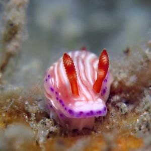 Hypselodoris Hypselodoris 多彩海蛞蝓 Indonesia 印度尼西亚 Ambon 安汶 @LazyDiving.com 潜水时光