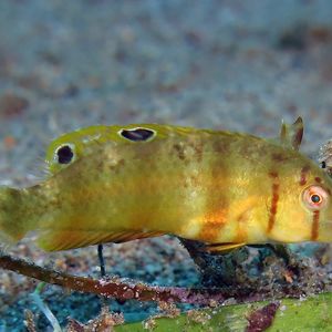 Iniistius aneitensis Iniistius aneitensis 菲律宾 Philippines , 杜马盖地 Dumaguete @LazyDiving.com 潜水时光