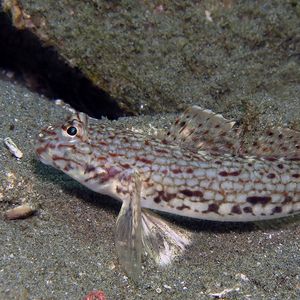 Istigobius decoratus 印度尼西亚 Indonesia , 安汶 Ambon @LazyDiving.com 潜水时光