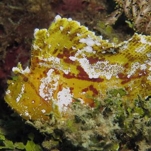 Taenianotus triacanthus 印度尼西亚 Indonesia , 安汶 Ambon @LazyDiving.com 潜水时光