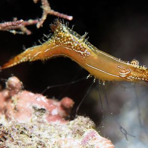 Leander plumosus 菲律宾 Philippines , 朗布隆 Romblon @LazyDiving.com 潜水时光