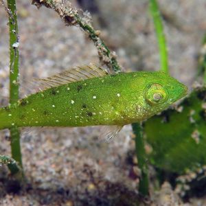 Leptoscarus vaigiensis 菲律宾 Philippines , 杜马盖地 Dumaguete @LazyDiving.com 潜水时光