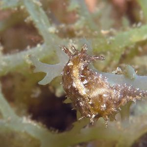 Stylocheilus striatus 印度尼西亚 Indonesia , 安汶 Ambon @LazyDiving.com 潜水时光