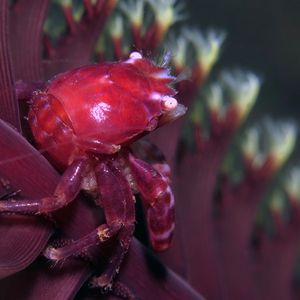 Lissoporcellana quadrilobata 印度尼西亚 Indonesia , 巴厘岛 Bali , 艾湄湾 Amed Bay @LazyDiving.com 潜水时光