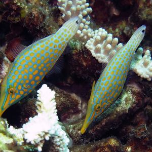 Oxymonacanthus longirostris Oxymonacanthus longirostris 东帝汶 Timor-Leste @LazyDiving.com 潜水时光