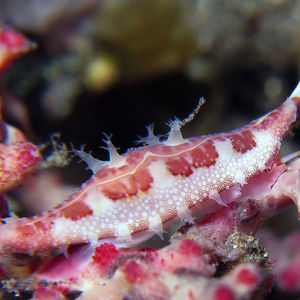 Calcarovula longirostrata 印度尼西亚 Indonesia , 北苏拉威西 North Sulawesi , 锡奥岛 Siau island @LazyDiving.com 潜水时光