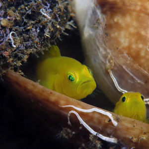 Lubricogobius exiguus 印度尼西亚 Indonesia , 巴厘岛 Bali , 艾湄湾 Amed Bay @LazyDiving.com 潜水时光