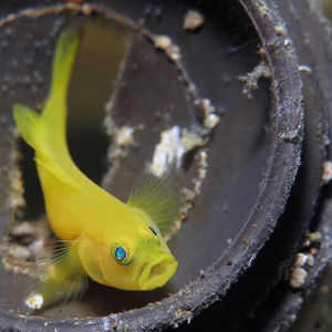 Lubricogobius exiguus Lubricogobius exiguus 短身裸叶虎虾鱼 Philippines 菲律宾 Anilao 阿尼洛 @LazyDiving.com 潜水时光