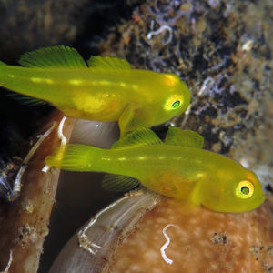 Lubricogobius exiguus 印度��尼西亚 Indonesia , 巴厘岛 Bali , 艾湄湾 Amed Bay @LazyDiving.com 潜水时光