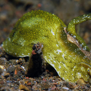 Macroschisma cuspidatum Macroschisma cuspidatum 印度尼西亚 Indonesia , 巴厘岛 Bali , 艾湄湾 Amed Bay @LazyDiving.com 潜水时光