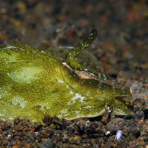 Macroschisma cuspidatum Macroschisma cuspidatum 玉盏透孔螺 Indonesia 印度尼西亚 Bali 巴厘岛 Amed Bay 巴厘岛艾湄湾 @LazyDiving.com 潜水时光