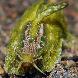 Macroschisma cuspidatum Macroschisma cuspidatum 印度尼西亚 Indonesia , 巴厘岛 Bali , 艾湄湾 Amed Bay @LazyDiving.com 潜水时光