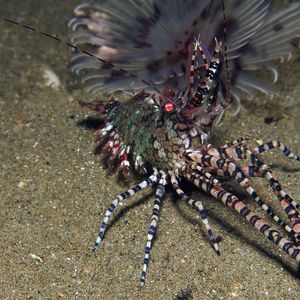 Saron marmoratus 印度尼西亚 Indonesia , 安汶 Ambon @LazyDiving.com 潜水时光