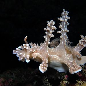 Miamira alleni 菲律宾 Philippines , 阿尼洛 Anilao @LazyDiving.com 潜水时光