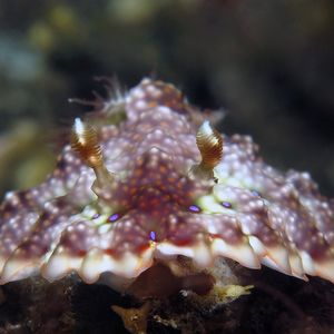 Miamira miamirana 印度尼西亚 Indonesia , 巴厘岛 Bali , 图蓝本 Tulamben @LazyDiving.com 潜水时光