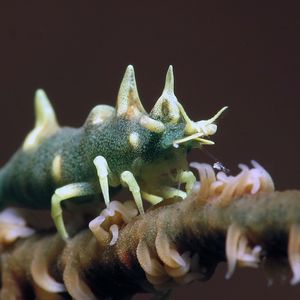 Miropandalus hardingi 菲律宾 Philippines , 朗布隆 Romblon @LazyDiving.com 潜水时光