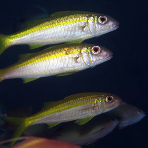 Mulloidichthys vanicolensis Mulloidichthys vanicolensis 无斑拟羊鱼 Indonesia 印度尼西亚 Bali 巴厘岛 Amed Bay 巴厘岛艾湄湾 @LazyDiving.com 潜水时光