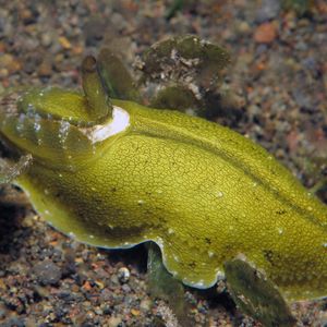 Macroschisma cuspidatum Macroschisma cuspidatum 玉盏透孔螺 Indonesia 印度尼西亚 Bali 巴厘岛 Amed Bay 巴厘岛艾湄湾 @LazyDiving.com 潜水时光