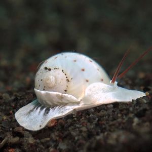 Naticarius alapapilionis 印度尼西亚 Indonesia , 巴厘岛 Bali , 艾湄湾 Amed Bay @LazyDiving.com 潜水时光