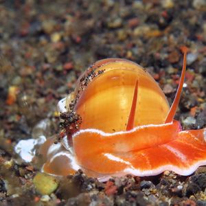 Naticarius orientalis 印度尼西亚 Indonesia , 巴厘岛 Bali , 艾湄湾 Amed Bay @LazyDiving.com 潜水时光