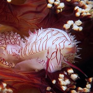 Habuprionovolva umbilicata 东帝汶 Timor-Leste @LazyDiving.com 潜水时光