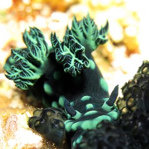 Nembrotha cristata Nembrotha cristata 鸡冠多角海蛞蝓 Philippines 菲律宾 Anilao 阿尼洛 @LazyDiving.com 潜水时光