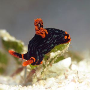 Nembrotha kubaryana Nembrotha kubaryana 库巴雅纳多角海蛞蝓 Philippines 菲律宾 Romblon 朗布隆 @LazyDiving.com 潜水时光