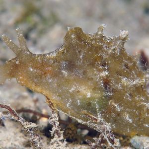 Notarchus indicus 东帝汶 Timor-Leste @LazyDiving.com 潜水时光