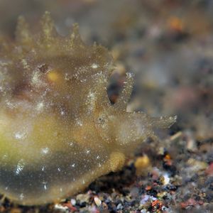 Notarchus indicus 印度尼西亚 Indonesia , 巴厘岛 Bali , 艾湄湾 Amed Bay @LazyDiving.com 潜水时光