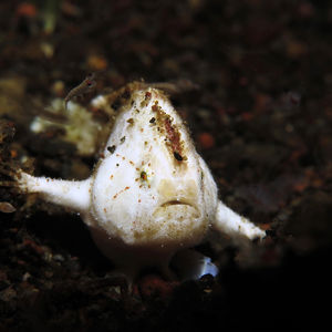 Nudiantennarius subteres 印度尼西亚 Indonesia , 巴厘岛 Bali , 艾湄湾 Amed Bay @LazyDiving.com 潜水时光